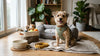 Best Dog Accessories for Small Dog Breeds in 2026