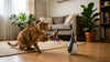 Best Interactive Cat Toys for Indoor Cats in 2026