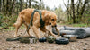 Dog Accessories Ranked by Durability in 2026